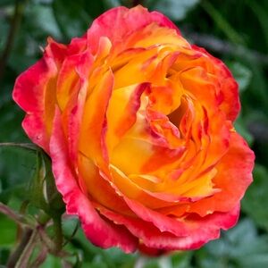 Meet your Posher, Yumi